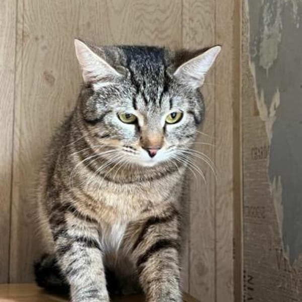 Fanny — Europäisch Kurzhaar