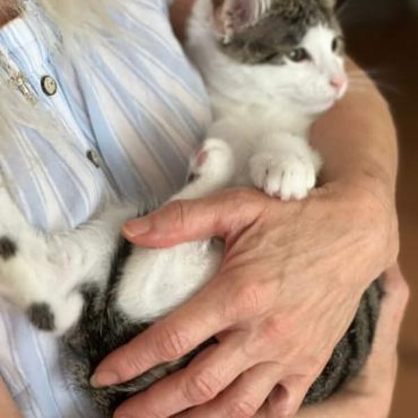 Toffee & Bommel — Europäisch Kurzhaar