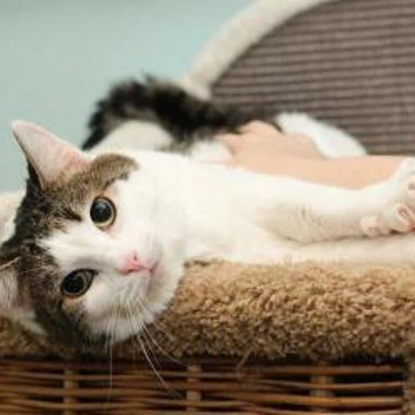 Mavis — Europäisch Kurzhaar