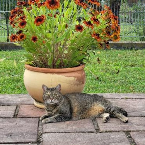 REDNECK sucht ein ruhiges Zuhause — Europäisch Kurzhaar