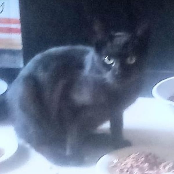 ODIN sucht eine Familie — Mischling