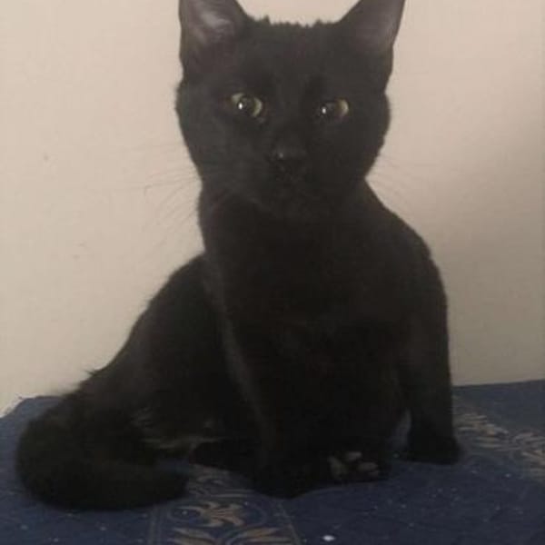 Noir aus dem Tierschutz — Europäisch Kurzhaar