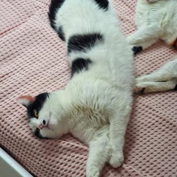 Bonny & Clyde tolles Duo — Ekh