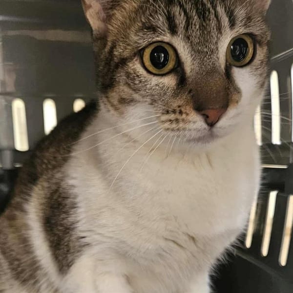 KAMOULA — Européen