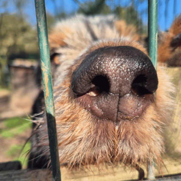 DOBBY — Croisé / Autre