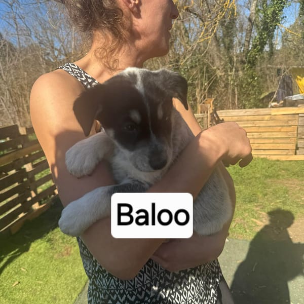 Baloo — Croisé