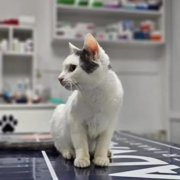 Gray Verspielter Kater sucht Familie — Europäisch Kurzhaar