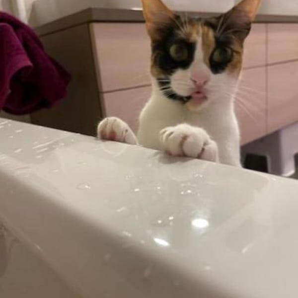 Donna - sehr hübsch, lieb und freundlich — Europäisch Kurzhaar