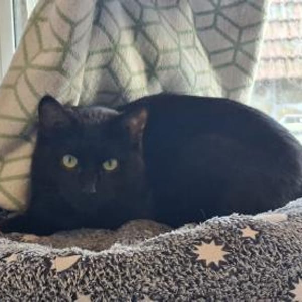 ***LUNA und MIMI!*** — Europäisch Kurzhaar