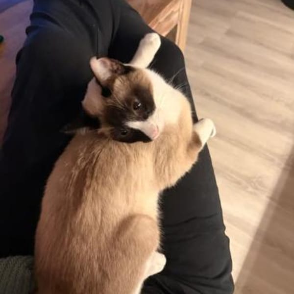 Lilú (mit Piaget)- super süß&bezaubernd — Snowshoe Siam