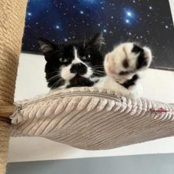 Knut - Fiverling sucht sein Happy End — Europäisch Kurzhaar