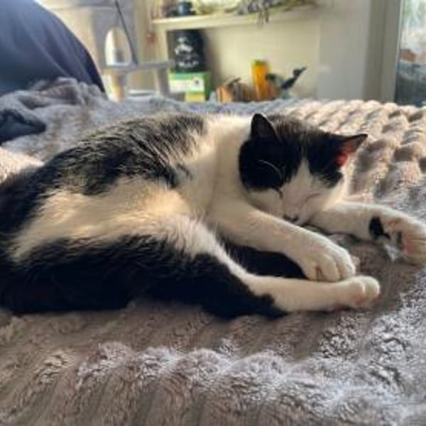 Unser Wunder Agata sucht liebes Home — Europäisch Kurzhaar