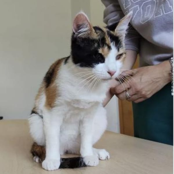 Amapola - blind,  aber  ganz entzückend! — Europäisch Kurzhaar