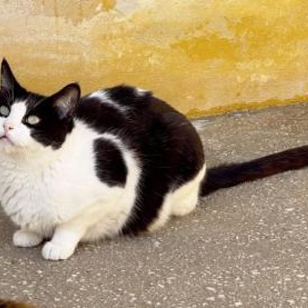 Stacy - sehr gutmütig und freundlich — Europäisch Kurzhaar