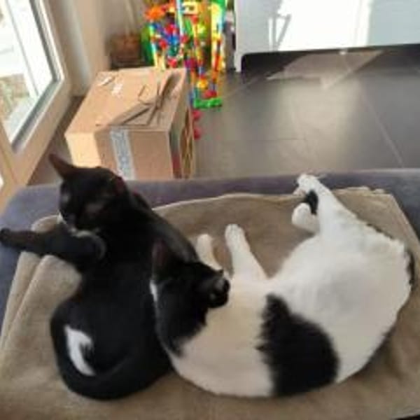 Lica - sehr verschmustes Kuhfellchen — Europäisch Kurzhaar