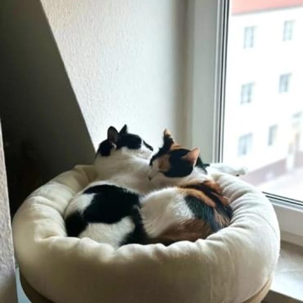 Fernando (+Pepper) - verschmust und lieb — Europäisch Kurzhaar