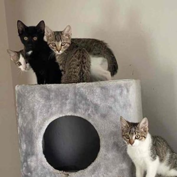 Marty-  verspielt, neugierig & lieb — Europäisch Kurzhaar