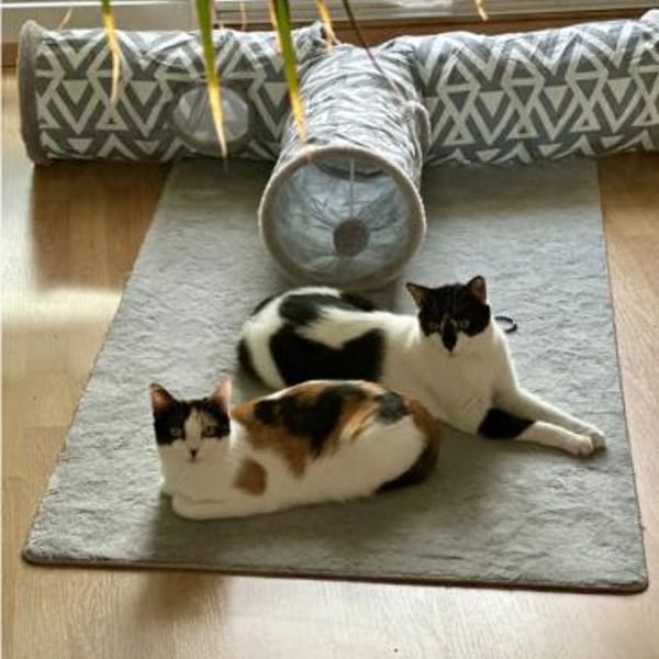 Pepper (+Fernando)-liebe schöne Tricolor — Europäisch Kurzhaar