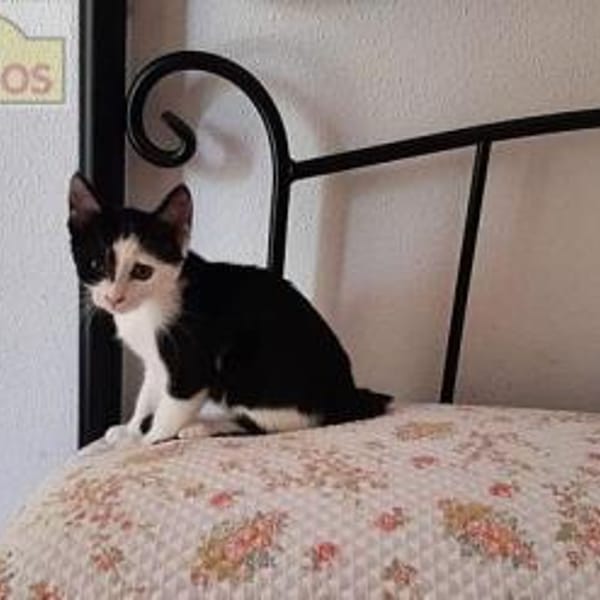 PIPO  Schmusekitten sucht Happy Home — Europäisch Kurzhaar