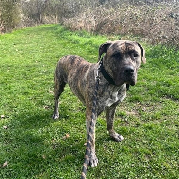 SIA OAA19954 — Dogue