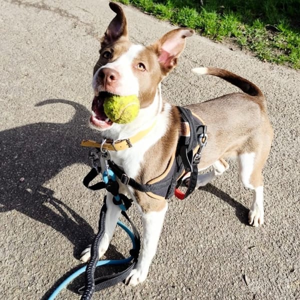 VOLGA PAA24120 — Croisé / Autre