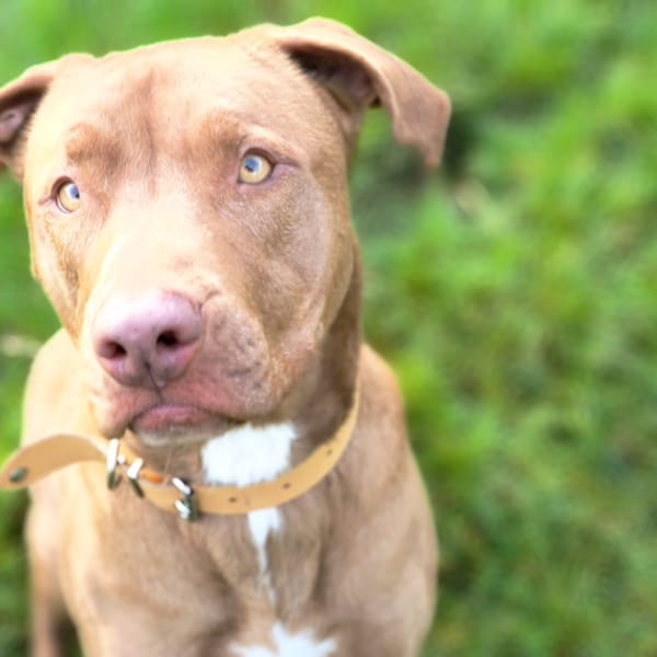 RUBY paa23064 — Labrador Retriever