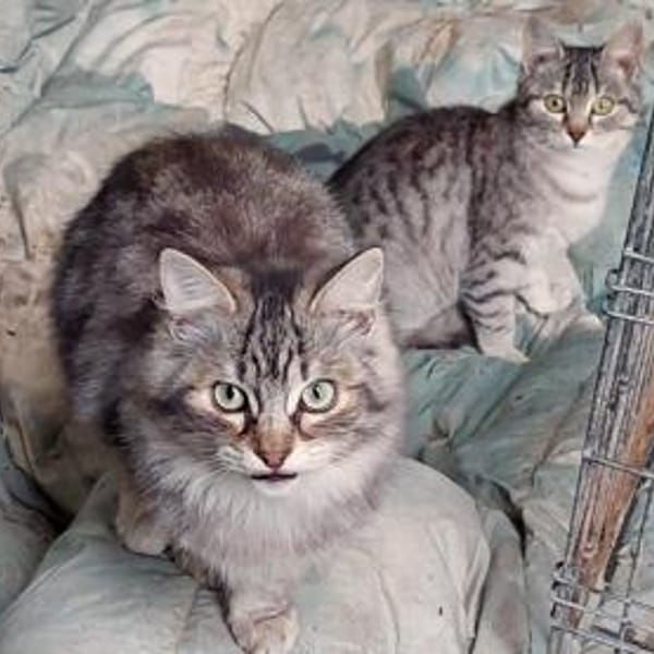 Buffa möchte endlich ankommen — Europäisch Kurzhaar