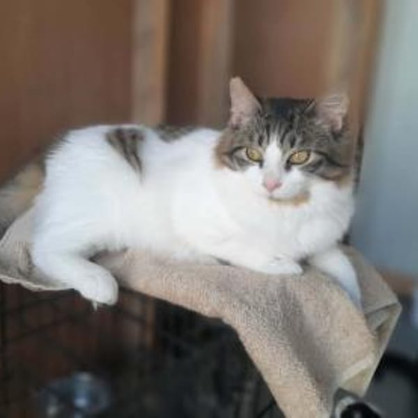 Tiny, lebenslustiger Herzensbrecher, 9M — Skatze