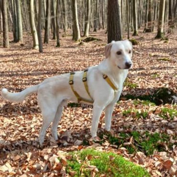 Lobo sucht sein Zuhause — Mischling