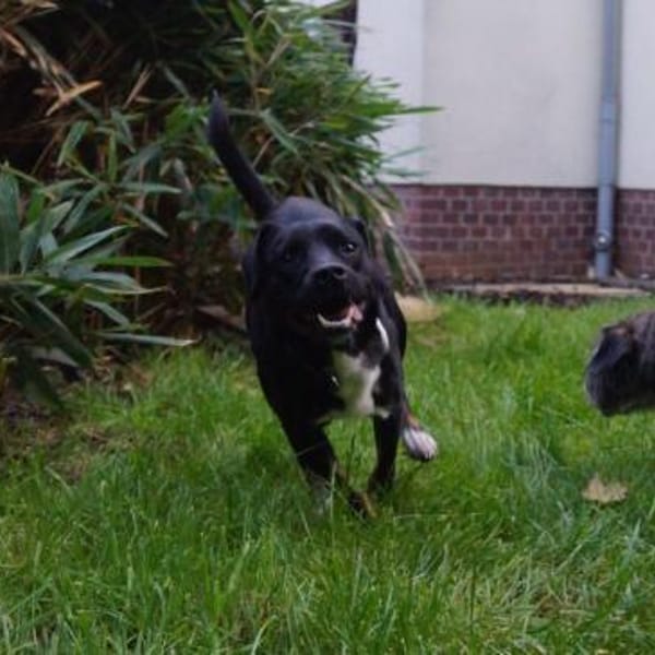 Jan, charmanter Sonnenschein, ca. 1 Jahr — Shund