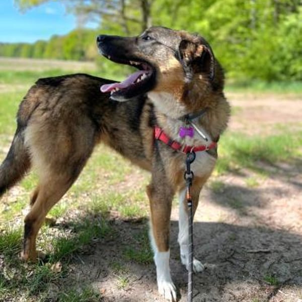 Fröhlicher Mischa — Schäferhund