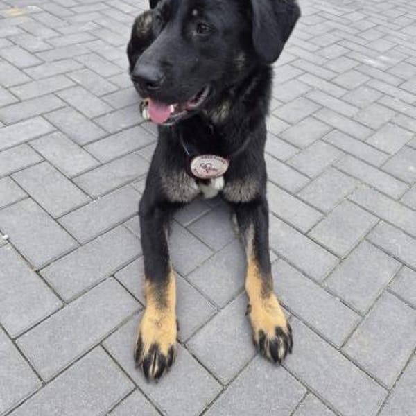 Dora sucht ihre Menschen💕🍀🐾 — Mischling