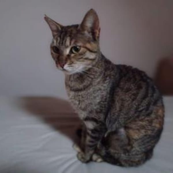 Ella, selbstbewusste Schmuserin, 1Jahr — Skatze