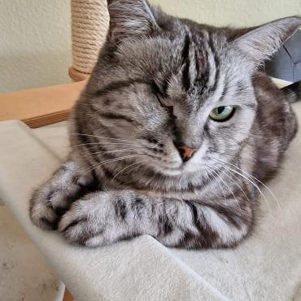 - BKH Mix - freiheitsliebend — Britisch Kurzhaar