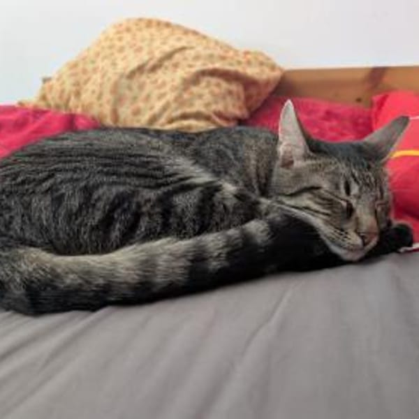 Unser zartes Katzenseelchen Findus — Europäisch Kurzhaar