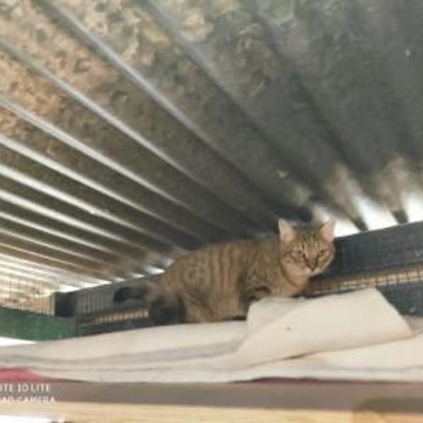 Juliette - sucht ihr liebevolles Zuhause — Europäisch Kurzhaar