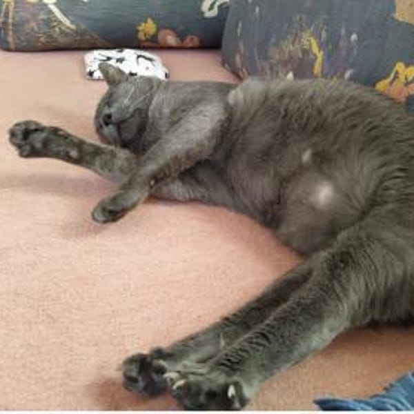 Goliath sucht Gnadenplatz ❤ — Europäisch Kurzhaar