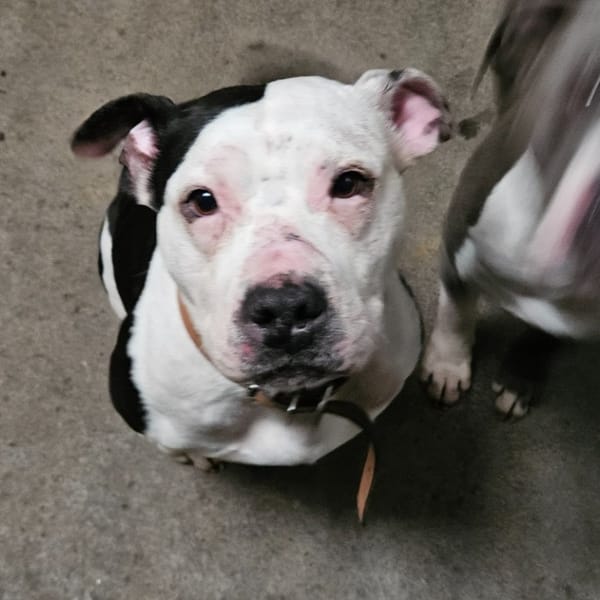 PINUP OF ATOMIX DOG — American Staffordshire