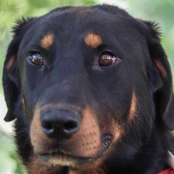 VULCAIN CHAO — Beauceron