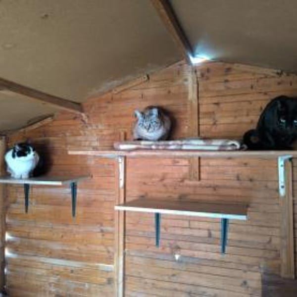 Noche - sucht ihr Für-Immer-Zuhause — Europäisch Kurzhaar