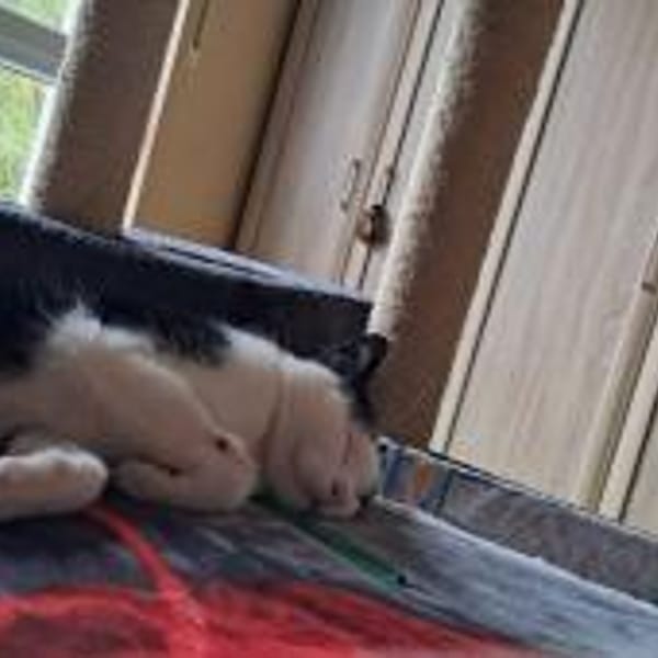 lieb u. süß Freddy mit Handicap Rheingau — Ekh