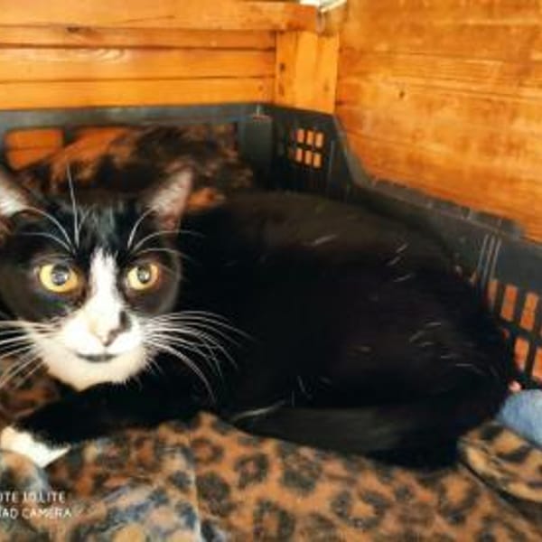 Oreo - ruhige Katze sucht dich! — Europäisch Kurzhaar