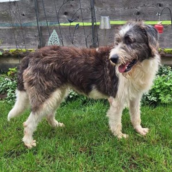 Leslie ❤ wartet in 90552 Röthenbach — Mischling