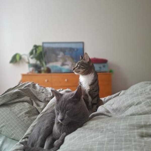 Pechvogel Sara in Köln(ALM) — Ekh