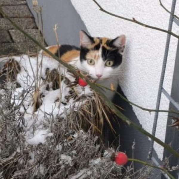 temperamentvolle Blossom /Eppstein (ALM) — Ekh