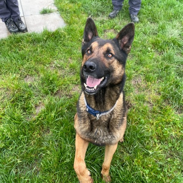 SAÏKO — Croisé / Autre