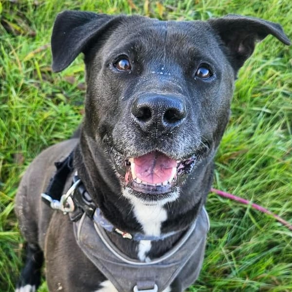 MAC QCN — Croisé / Autre