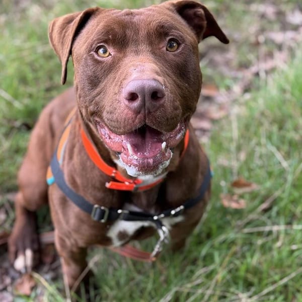 TIZON — Croisé / Autre