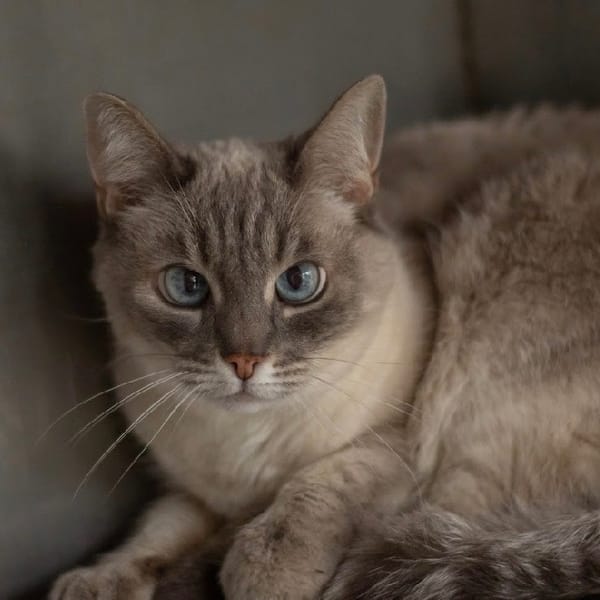 Edelweiss — Européen