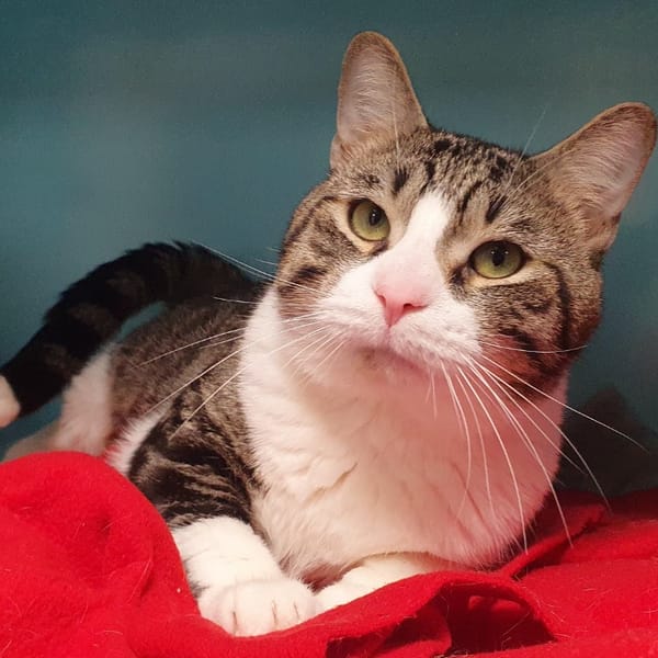 RUDOLF CHA — Européen